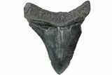 Fossil Megalodon Tooth - South Carolina #234516-1